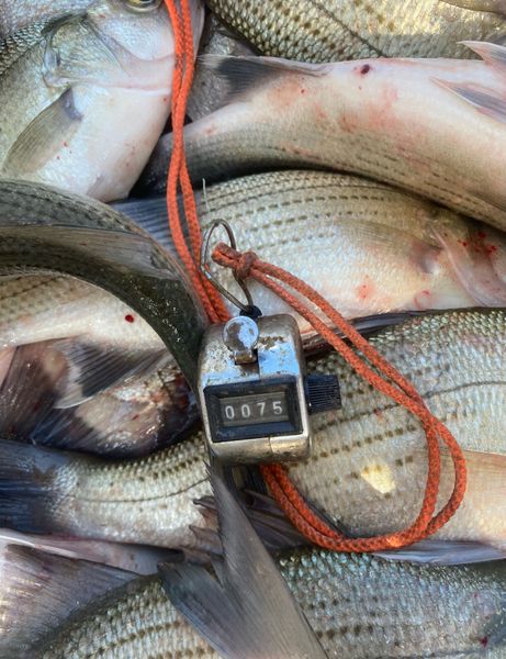 Seventy-five white bass and counting in Forney!