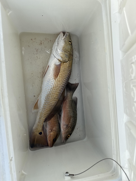 Nice redfish and grey snapper from today's adventure at Goodland Boat Park!
