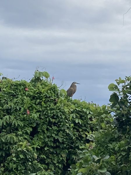 Wildlife in Nicaragua! Extra ordinary!