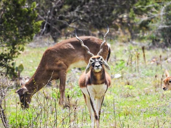 Answer the call of the wild with a Texas hunting trip built around adventure and conservation.