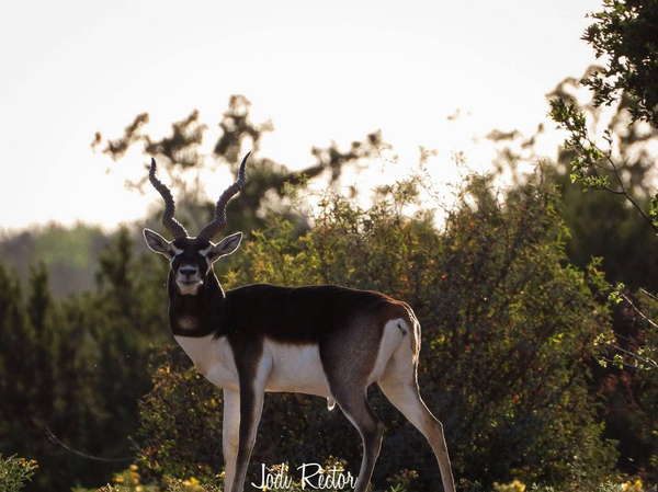 West Texas Blackbuck Hunting 