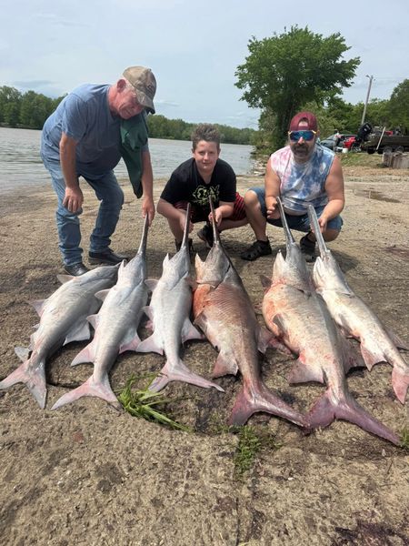 Lake of the Ozarks paddlefish season delivers trophy spoonbill and nonstop rod-bending action.