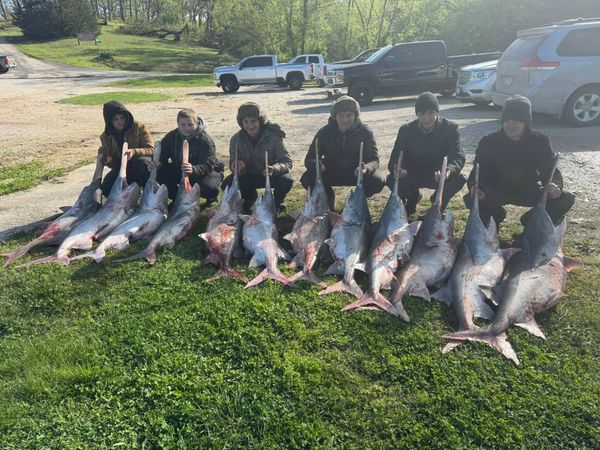 Snagging giant paddlefish in Missouri—Lake of the Ozarks delivers unforgettable action.