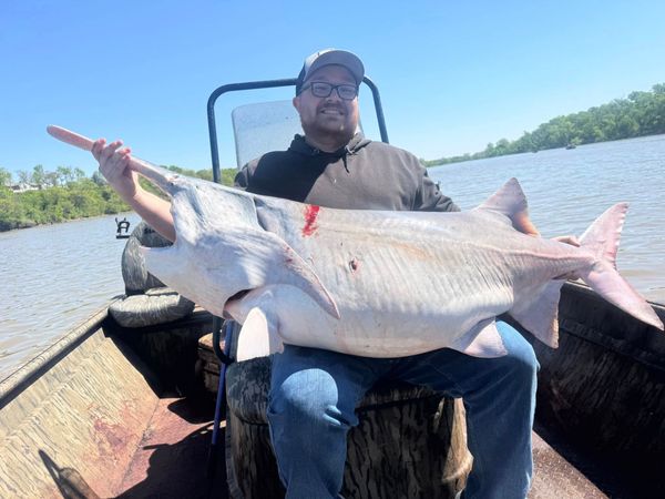 Spring paddlefish run at Lake of the Ozarks—prime time for landing monster spoonbill.