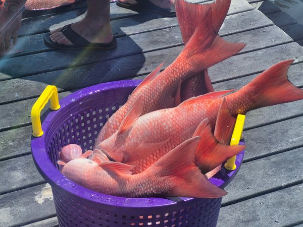 Basket Of Red Snapper from Panama City today!