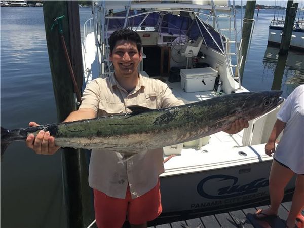Beautiful king mackerel from Panama City FL waters!