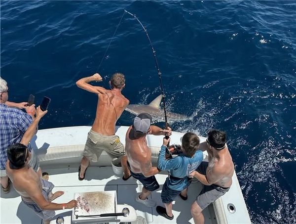 Shark action heating up in Panama City FL!