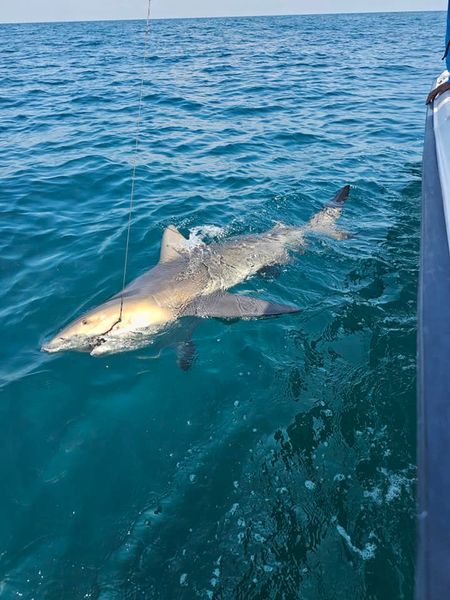 Hook, line, and sinker! 