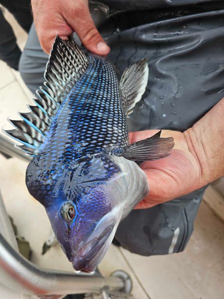 Black sea bass showing off those beautiful dark colors!