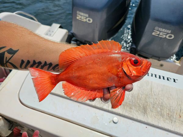 Clearwater fishing never gets old!