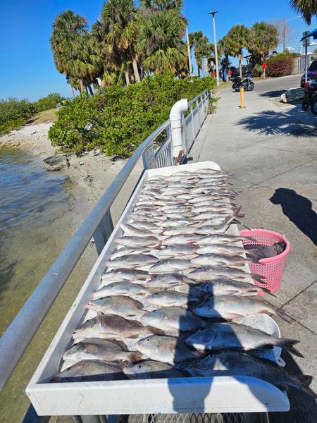 Incredible mixed bag from a productive fishing trip!