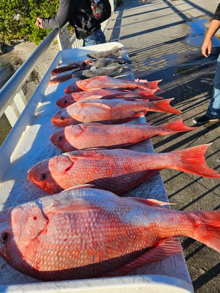 Red snapper lined up after a successful fishing trip!