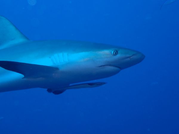 Blue shark glides through crystal clear waters.