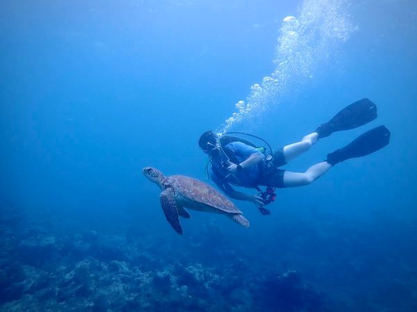 Swimming with sea turtles in Key Largo waters!