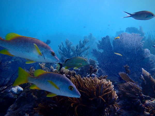 Vibrant reef fish navigate through colorful coral gardens underwater.