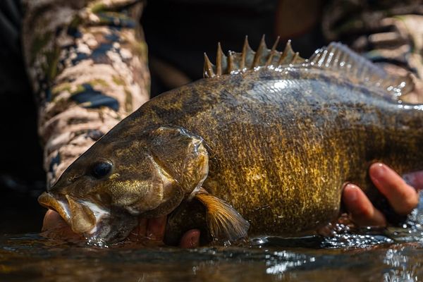Trophy smallmouth bass with perfect golden bronze coloring!