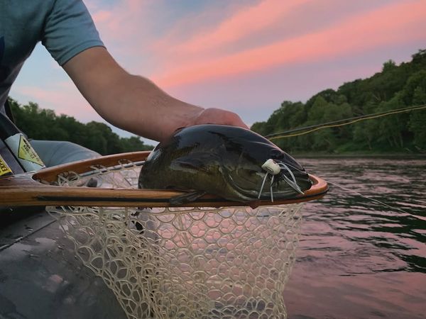 What a beautiful catfish caught during golden hour!