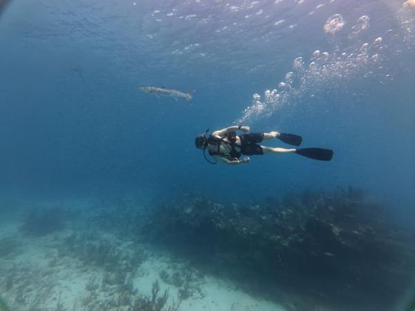 Great Barracuda cruises alongside diver in crystal blue waters