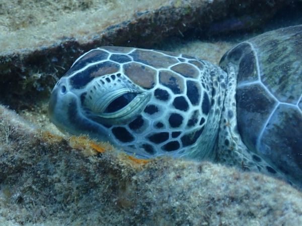 Majestic sea turtle finds refuge among the rocks below.