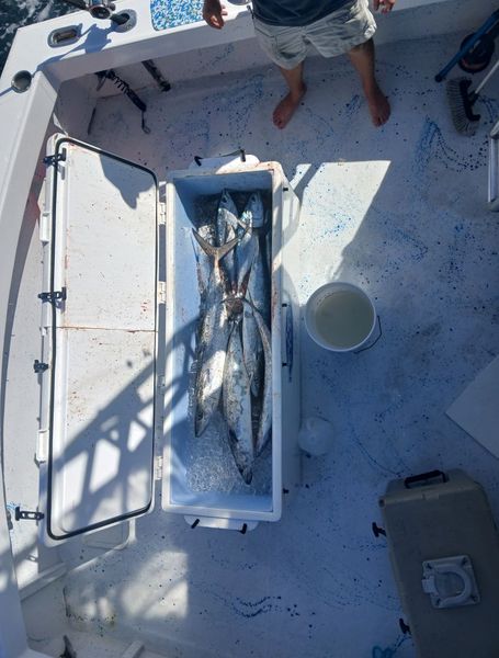 Ice chest full of King Mackerel after an incredible offshore fishing trip!