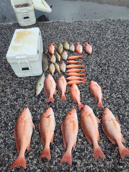 Loaded red snapper catch