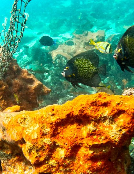 The Dancing Mermaid-galleryimage-2