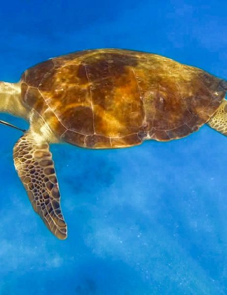 The Dancing Mermaid-galleryimage-1