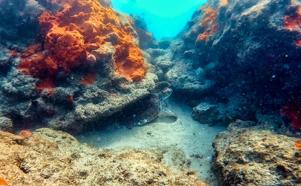 Coral Reef Close-Up in Boynton Beach