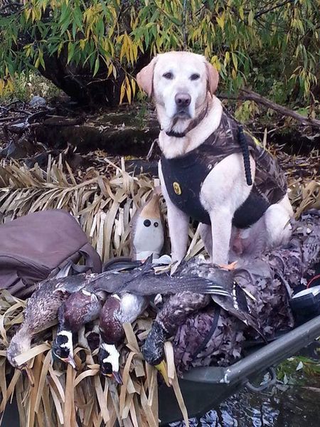 NY Duck Season in Full Flight