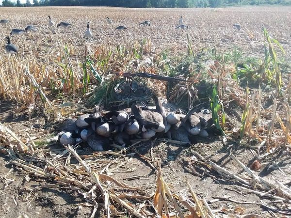 Wings Down in Western NY