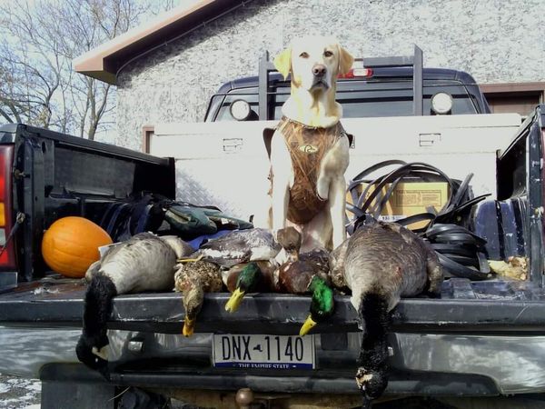 Early Morning Hunt in NY