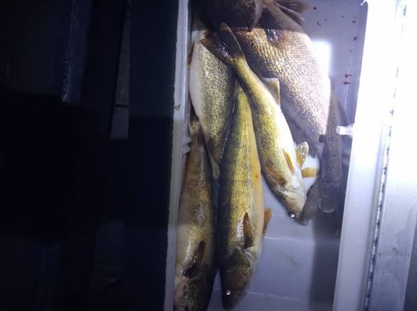 Walleye Haul 2026 Season