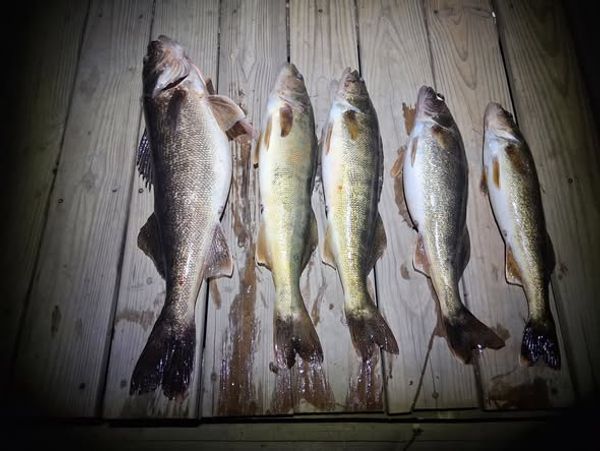Walleye Season 2026