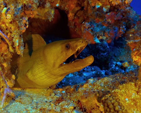 BlueWater Divers-galleryimage-6