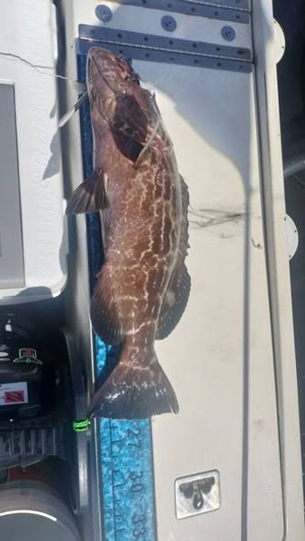 Grouper Season has begun! 