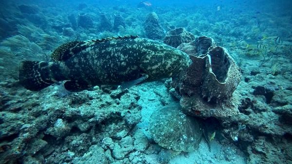 Massive Goliath Grouper dominates the reef bottom perfectly camouflaged.