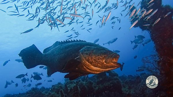 Massive Goliath Grouper dominates the underwater scene perfectly!