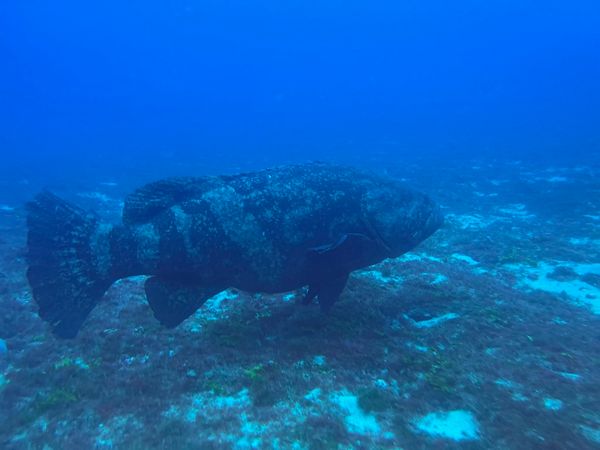 Massive Goliath grouper spotted on the reef below!