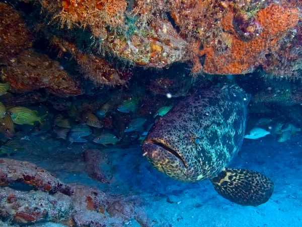 Massive grouper lurking beneath the coral overhang.