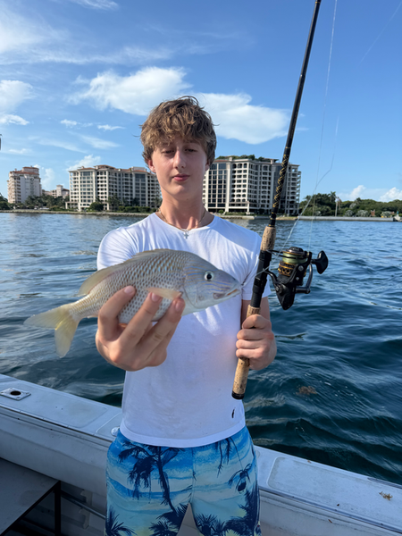 Nice white grunt caught fishing Miami Beach waters!