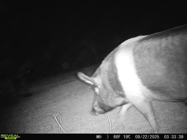 Night vision captures deer movement in Wylie TX.
