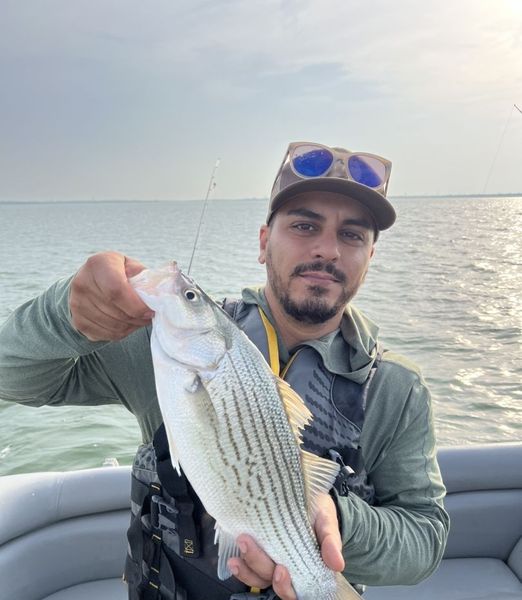 Hybrid Bass - Lake Lewisville, TX.