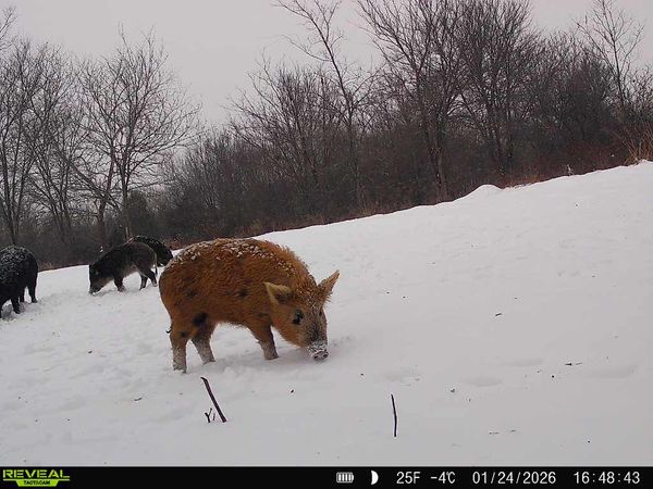 Wild boar tracks through fresh Wylie snow.