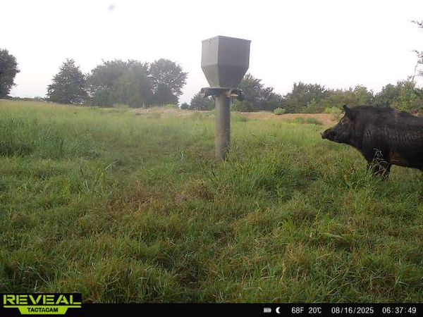 Wild hog spotted near feeder in Wylie TX hunting grounds.