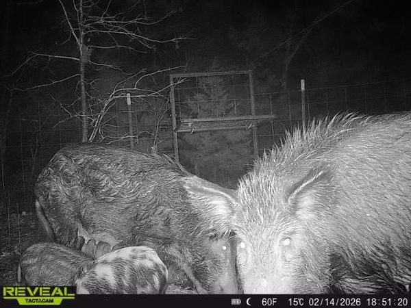 Wild hogs caught on camera in Wylie TX!
