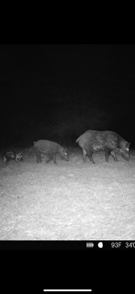Wild hogs caught on camera in Wylie Texas!