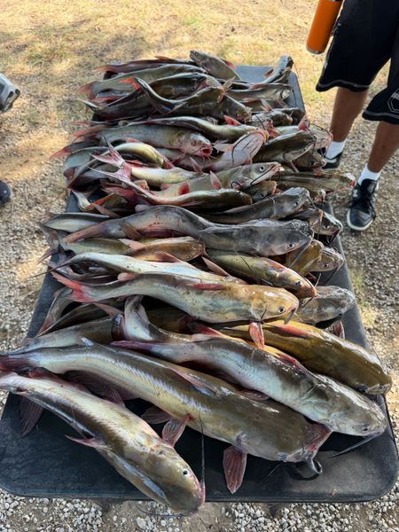 Outstanding channel catfish haul from Wylie TX waters!