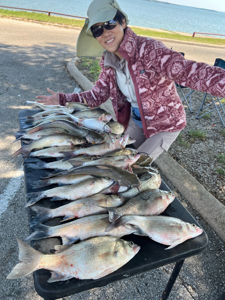 Impressive white bass and channel catfish haul from Wylie TX!
