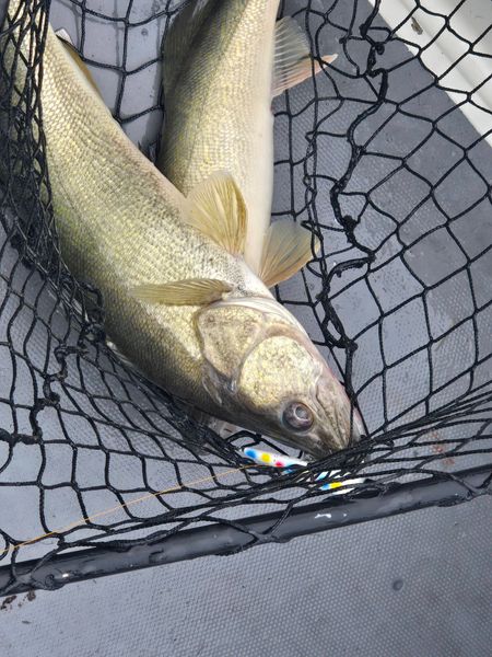 Nice catch landed in Lorain OH!