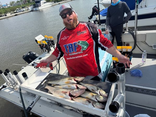 Excellent walleye haul from Lorain OH waters!